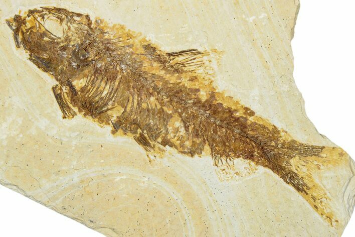 Detailed Fossil Fish (Knightia) - Wyoming #330806